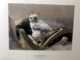 Exposición de aves de la comarca